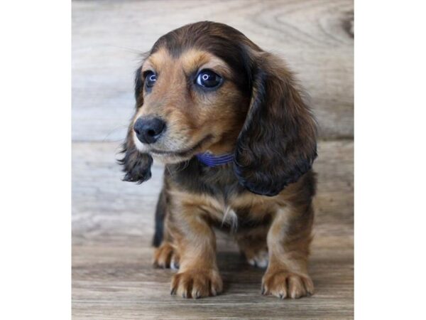 Dachshund DOG Female Wild Boar 11481 Petland Henderson, Nevada