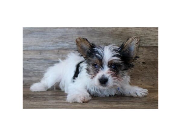 Yorkshire Terrier DOG Male Black Tan / White 11488 Petland Henderson, Nevada