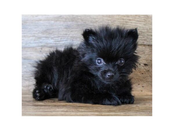 Pomeranian-DOG-Female-Black-11486-Petland Henderson, Nevada