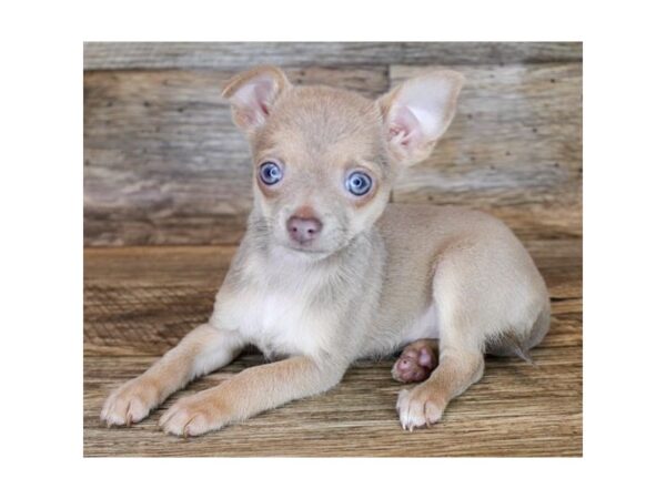 Chihuahua DOG Female Blue Fawn 11480 Petland Henderson, Nevada