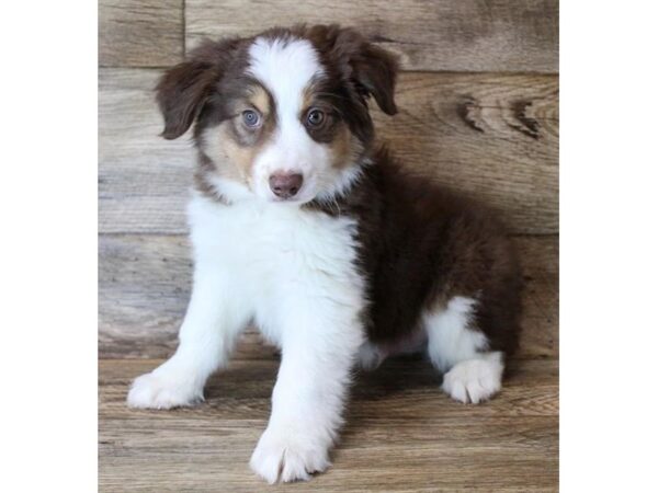 Miniature Australian Shepherd-DOG-Male-Red-11489-Petland Henderson, Nevada