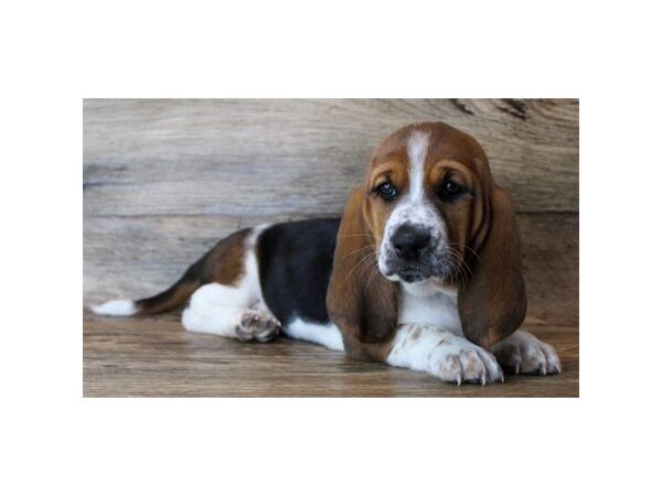 Basset Hound DOG Female Black Tan / White 11490 Petland Henderson, Nevada