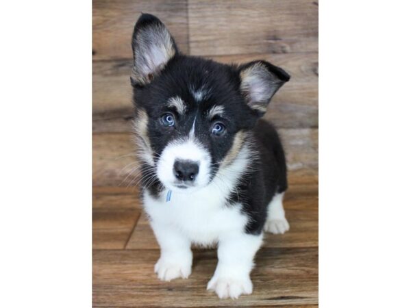 Pembroke Welsh Corgi DOG Male Black White / Tan 11484 Petland Henderson, Nevada