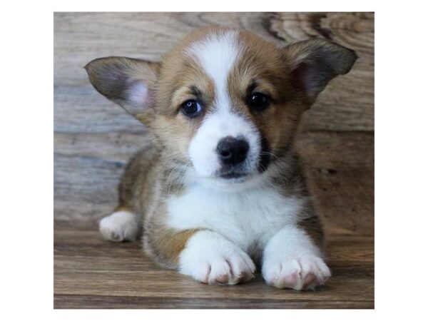 Pembroke Welsh Corgi DOG Female Sable / White 11485 Petland Henderson, Nevada