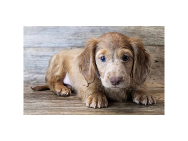 Dachshund DOG Male Red 11482 Petland Henderson, Nevada