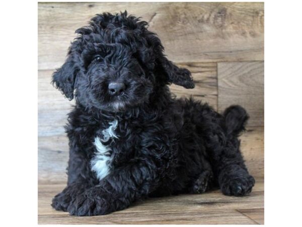 Newfypoo-DOG-Male-Black-11491-Petland Henderson, Nevada