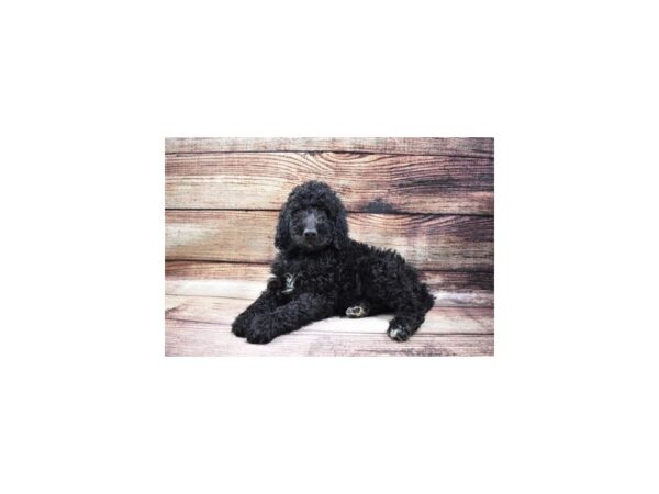 Standard Poodle-DOG-Male-Black-11496-Petland Henderson, Nevada