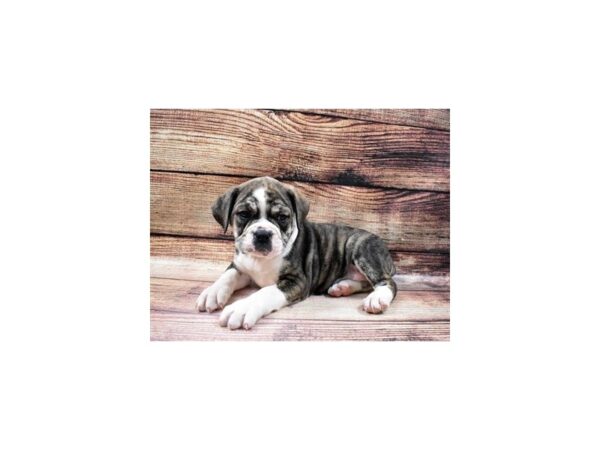 Old English Bulldog DOG Female Brindle and White 11497 Petland Henderson, Nevada