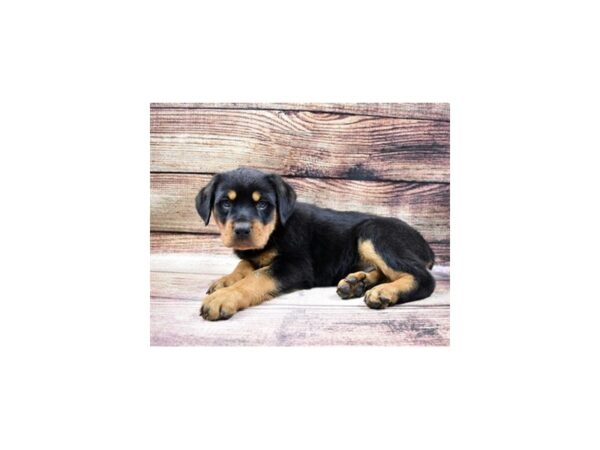 Rottweiler DOG Male Black and Mahogany 11498 Petland Henderson, Nevada