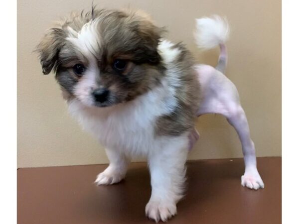 Toi Leo DOG Female Sable / White 11492 Petland Henderson, Nevada