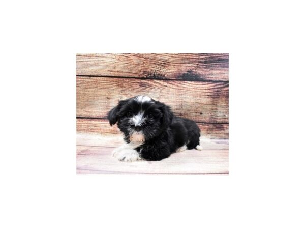 Havanese-DOG-Male-Black and White-11501-Petland Henderson, Nevada