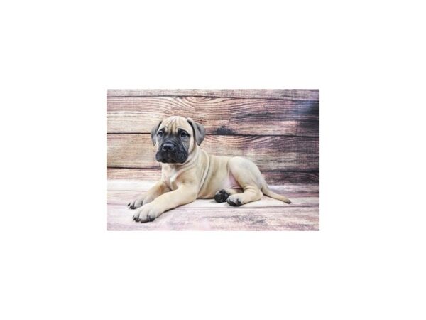 Bull Mastiff-DOG-Male-Fawn-11502-Petland Henderson, Nevada