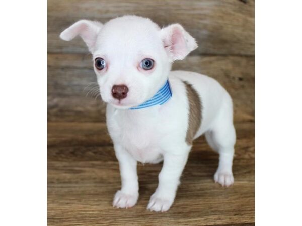 Chihuahua DOG Female White 11506 Petland Henderson, Nevada