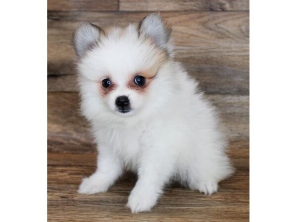 Pomeranian-DOG-Female-Orange Sable-11513-Petland Henderson, Nevada
