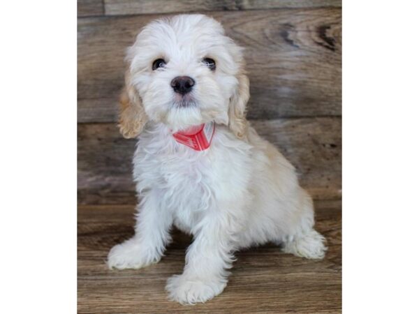 Cock A Poo-DOG-Male-Apricot-11509-Petland Henderson, Nevada