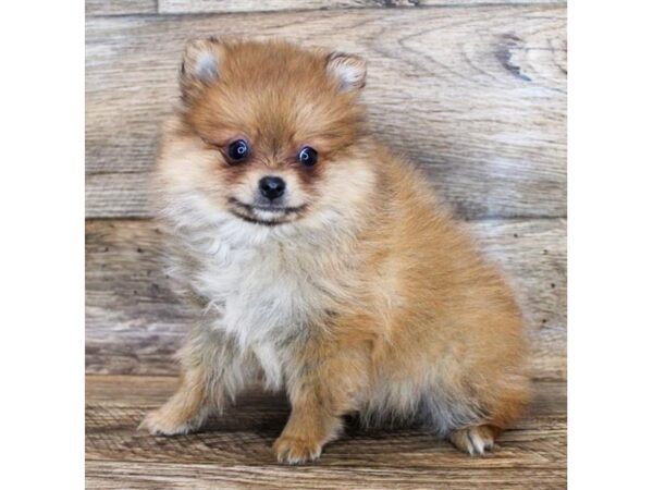 Pomeranian-DOG-Male-Red Sable-11512-Petland Henderson, Nevada