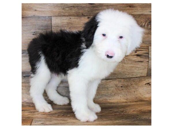 Old English Sheepdog DOG Male Black / White 11510 Petland Henderson, Nevada