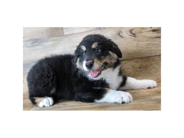 Miniature Australian Shepherd DOG Male Black White / Tan 11517 Petland Henderson, Nevada