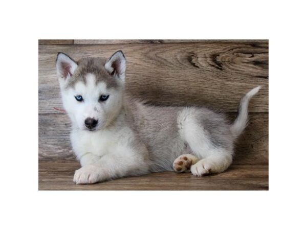 Siberian Husky DOG Male Agouti / White 11515 Petland Henderson, Nevada