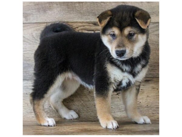 Shiba Inu DOG Female Black / Tan 11514 Petland Henderson, Nevada