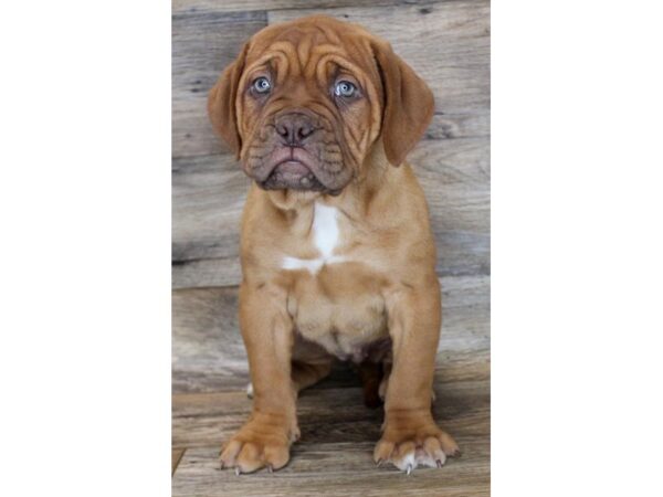 Dogue de Bordeaux DOG Female Red 11516 Petland Henderson, Nevada