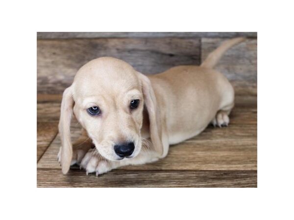 Dachshund DOG Male Fawn (Isabella) 11507 Petland Henderson, Nevada