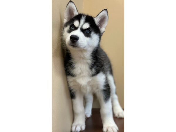 Siberian Husky DOG Female Black / White 11500 Petland Henderson, Nevada