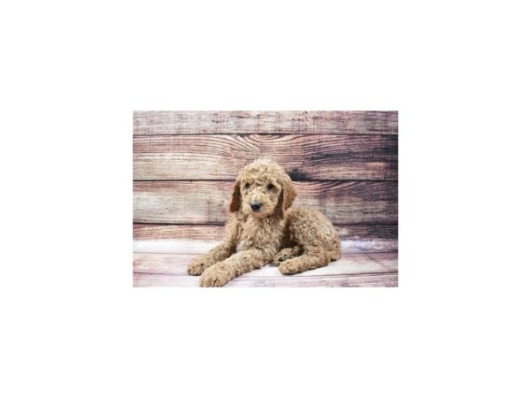 Standard Poodle DOG Male Red 11520 Petland Henderson, Nevada