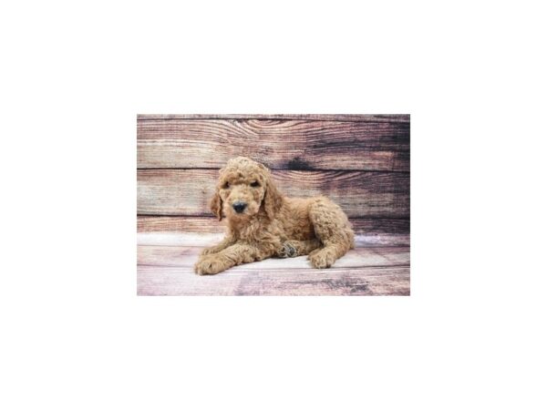 Standard Poodle DOG Female Red 11521 Petland Henderson, Nevada