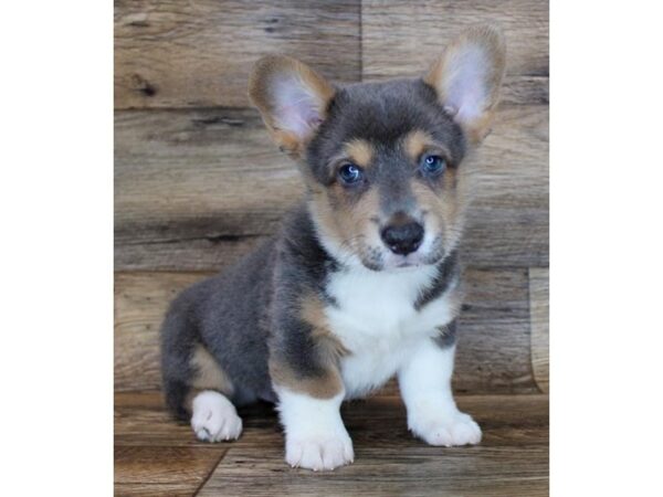 Pembroke Welsh Corgi-DOG-Male-Blue / Tan-11533-Petland Henderson, Nevada