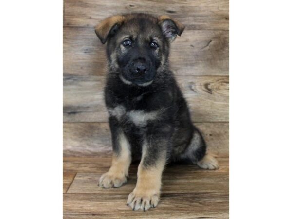 German Shepherd Dog DOG Male Black / Tan 11528 Petland Henderson, Nevada