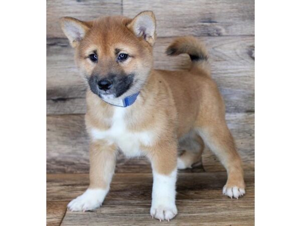 Shiba Inu DOG Male Red Sesame 11529 Petland Henderson, Nevada