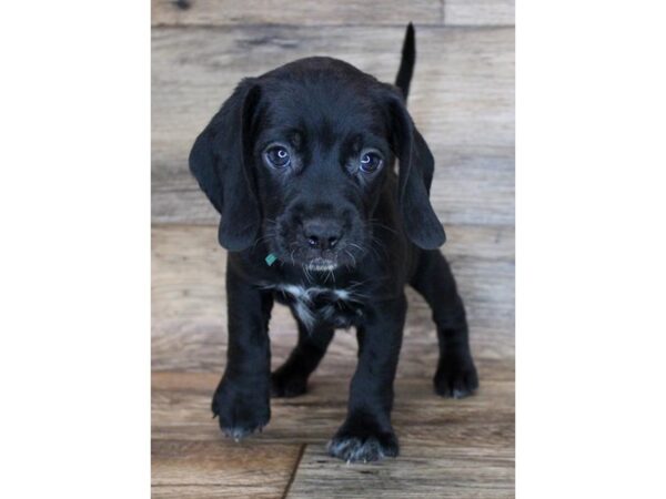 Beagle DOG Male Black 11531 Petland Henderson, Nevada