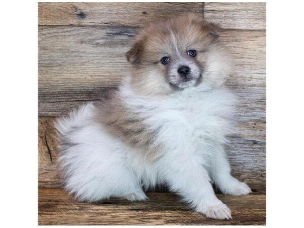 Pomeranian-DOG-Male-Blue Fawn-11543-Petland Henderson, Nevada