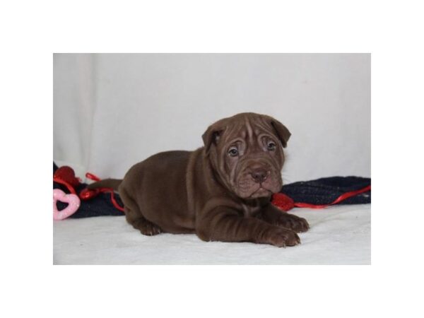 Pug/Shar Pei DOG Female Chocolate Dilute 11527 Petland Henderson, Nevada