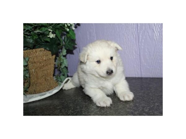 Pomsky DOG Male Tan / White 11526 Petland Henderson, Nevada