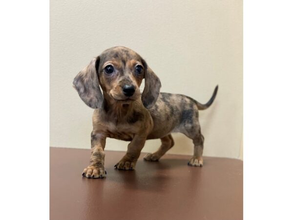 Dachshund/Chihuahua DOG Female Sable 11534 Petland Henderson, Nevada