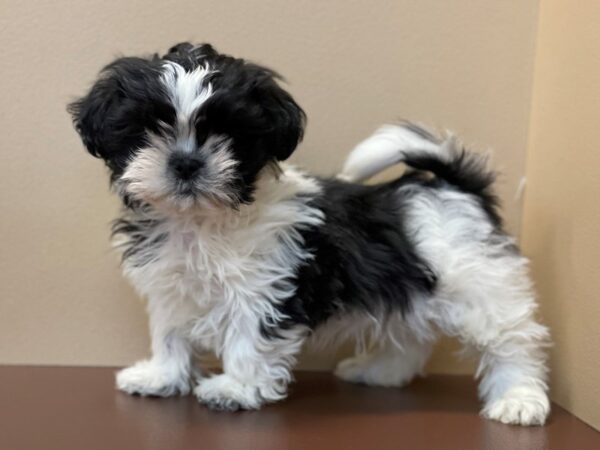 Shih Tzu DOG Male White / Black 11525 Petland Henderson, Nevada