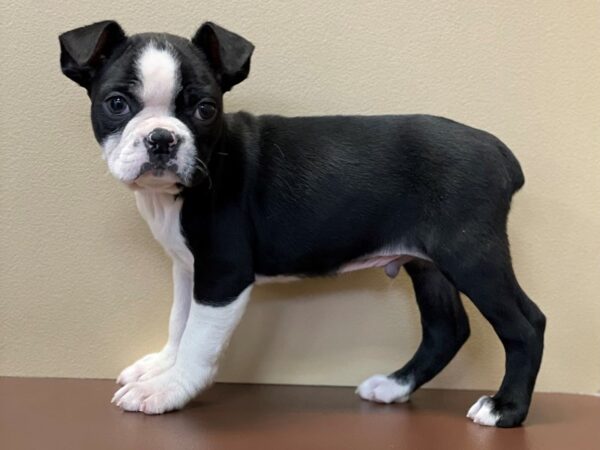 Boston Terrier DOG Male Black / White 11523 Petland Henderson, Nevada