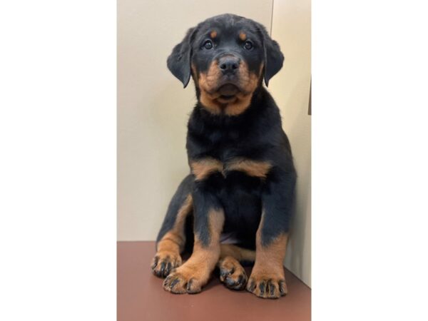 Rottweiler DOG Female Black / Rust 11524 Petland Henderson, Nevada