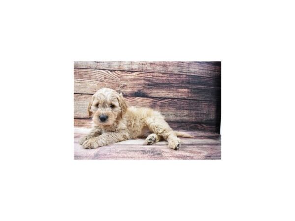 Mini Goldendoodle-DOG-Male-Golden-11537-Petland Henderson, Nevada