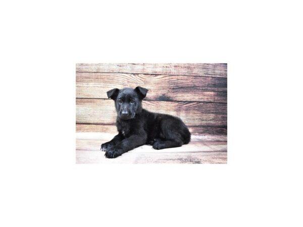 German Shepherd DOG Male Black 11536 Petland Henderson, Nevada