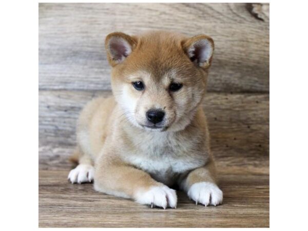 Shiba Inu DOG Male Red Sesame 11544 Petland Henderson, Nevada