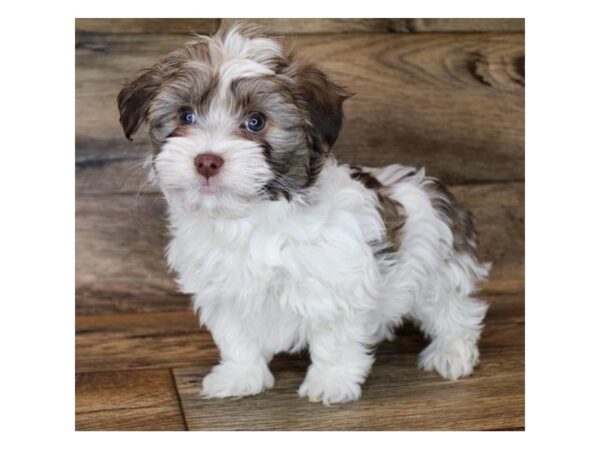 Havanese DOG Male Chocolate 11540 Petland Henderson, Nevada