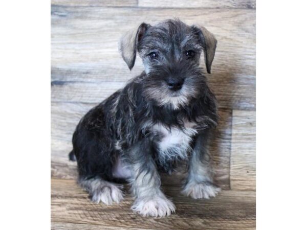 Miniature Schnauzer DOG Female Salt / Pepper 11542 Petland Henderson, Nevada