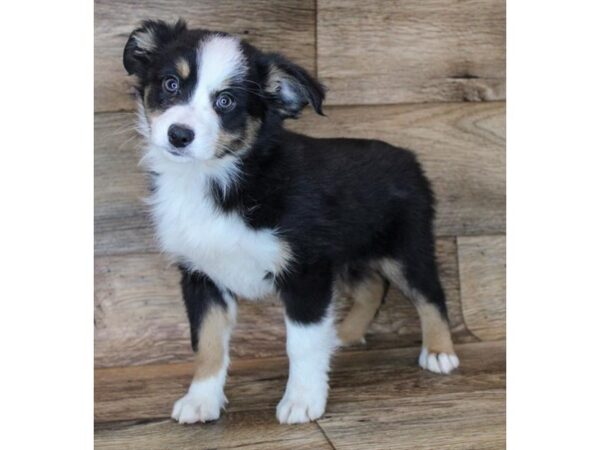 Miniature Australian Shepherd-DOG-Male-Black-11548-Petland Henderson, Nevada