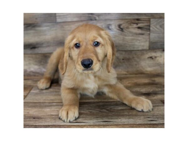 Golden Retriever DOG Male Dark Golden 11547 Petland Henderson, Nevada