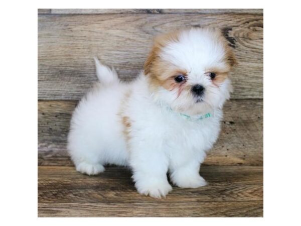 Shih Tzu DOG Male Gold / White 11545 Petland Henderson, Nevada