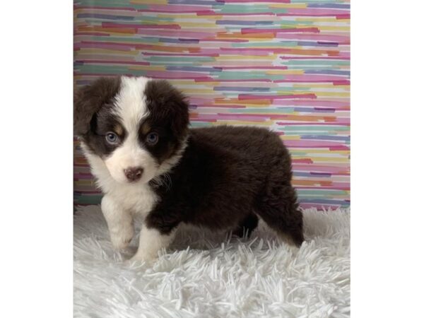 Miniature Australian Shepherd-DOG-Male-Red / White-11549-Petland Henderson, Nevada
