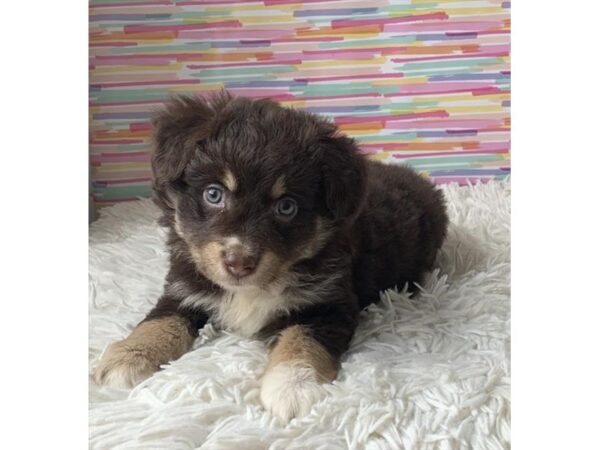 Miniature Australian Shepherd-DOG-Female-Red / White-11550-Petland Henderson, Nevada